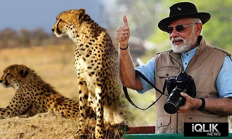 Cheetahs india narendra modi